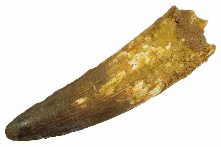 Real Fossil Spinosaurus Tooth - Huge Dinosaur Tooth #346934
